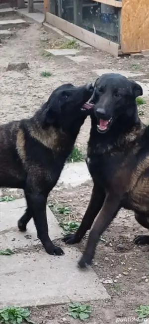 Ciobanesc belgian malinois de vanzare - imagine 4