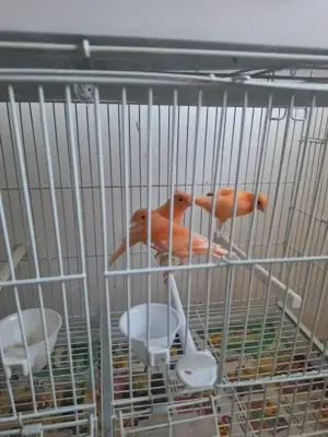 Canari de vanzare - imagine 2 Canari de vanzare - imagine 2