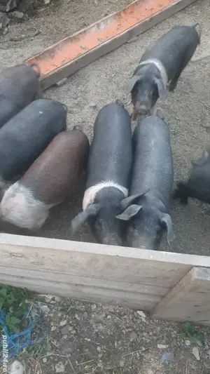 Purcei bazna de vanzare - imagine 2