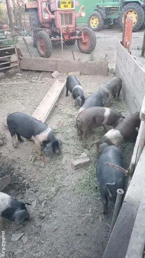 Purcei bazna de vanzare