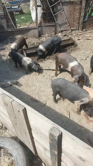 Purcei bazna de vanzare - imagine 3