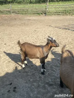 vând țapi și iezi. - imagine 2 vând țapi și iezi. - imagine 2