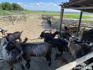 vând țapi și iezi. - imagine 3 vând țapi și iezi. - imagine 3