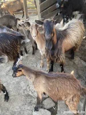 vând țapi și iezi. - imagine 4 vând țapi și iezi. - imagine 4