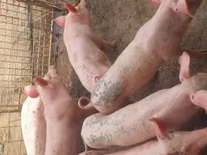 Vind  ce se vede - imagine 2