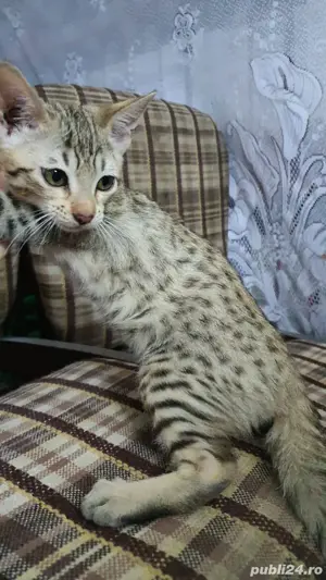 Pisicute exotice(savannah f6 sbt) - imagine 3