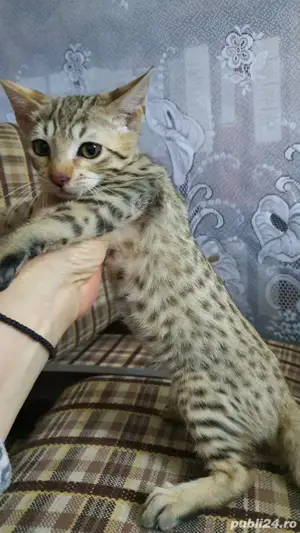 Pisicute exotice(savannah f6 sbt)