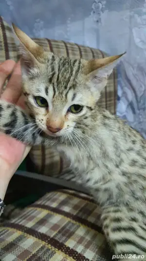 Pisicute exotice(savannah f6 sbt) - imagine 2