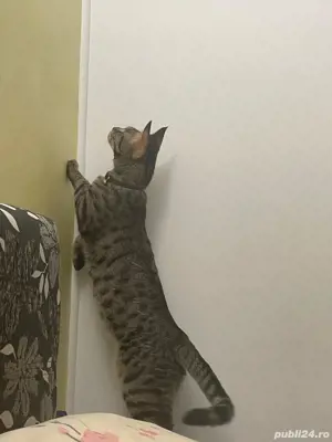 Pisicute exotice(savannah f6 sbt) - imagine 4