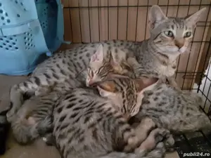 Pisicute exotice(savannah f6 sbt) - imagine 5