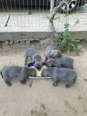 Dog german (marele danez) - imagine 3 Dog german (marele danez) - imagine 3