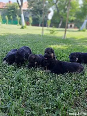 Vand pui ciobanesc german  - imagine 2