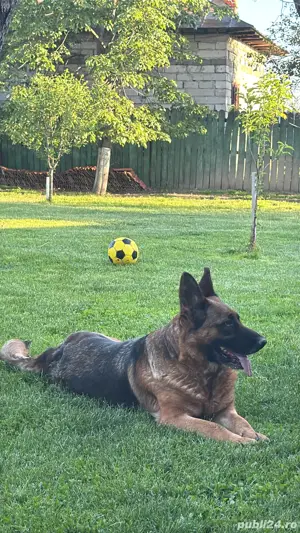 Vand pui ciobanesc german  - imagine 3