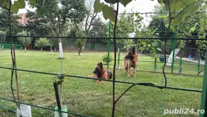 Vand pui ciobanesc german  - imagine 5