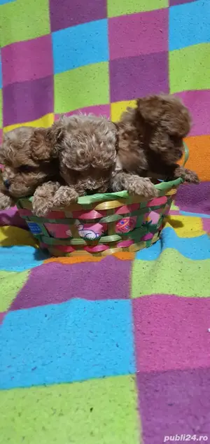 pudel toy  - imagine 5