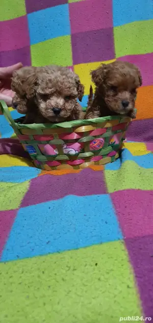 pudel toy  - imagine 2