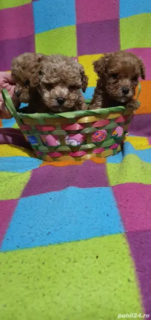 pudel toy  - imagine 4