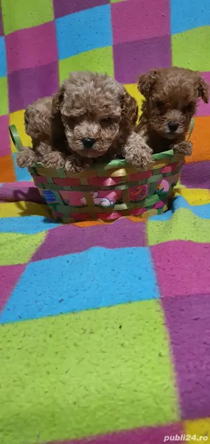 pudel toy  - imagine 3