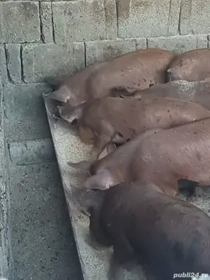 Vand Porci 6 Luni Porc Purcei - imagine 3