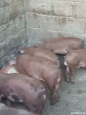 Vand Porci 6 Luni Porc Purcei 