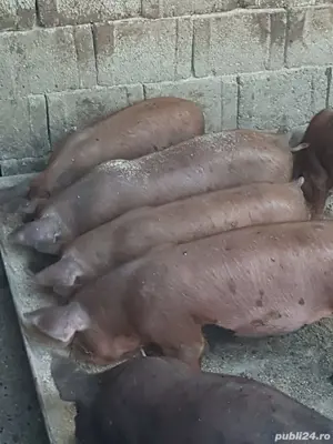 Vand Porci 6 Luni Porc Purcei - imagine 2