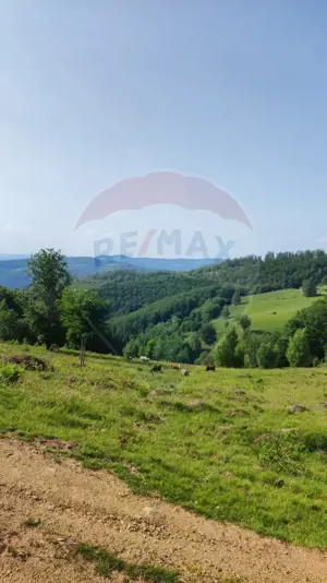 Teren 130000 mp extravilan, faneata si padure, Munteni - Bulz, Negreni - imagine 16