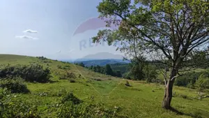 Teren 130000 mp extravilan, faneata si padure, Munteni - Bulz, Negreni - imagine 14