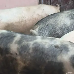 porci 140-350 kg - imagine 4