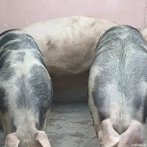 porci 140-350 kg - imagine 5