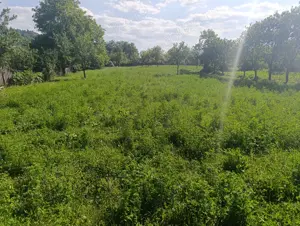 Teren intravilan Mănăstirea Cașin 3200 mp cadastru acte la zi - imagine 3