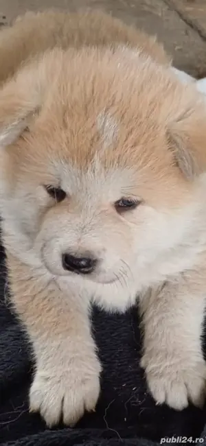 Akita Inu,masculi si femele,exemplare superbe