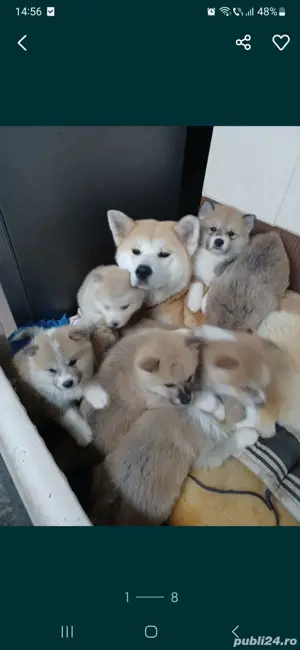 Akita Inu,masculi si femele,exemplare superbe - imagine 2