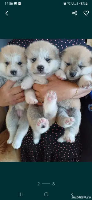 Akita Inu,masculi si femele,exemplare superbe - imagine 3