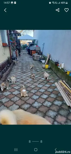 Akita Inu,masculi si femele,exemplare superbe - imagine 5