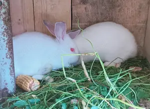 Vând iepuri de rasă mixtă  - imagine 2