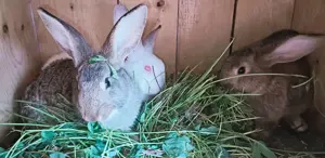 Vând iepuri de rasă mixtă 