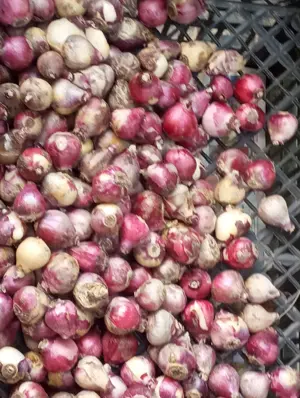 Bulbi zambile albastre și roz batute - imagine 3