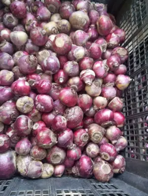 Bulbi zambile albastre și roz batute - imagine 2