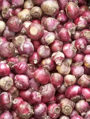 Bulbi zambile albastre și roz batute