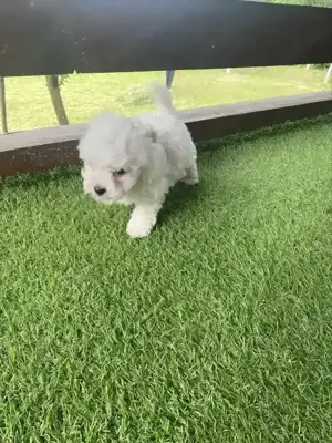 Cățelușe Bichon NU LASA PAR  Rasa pură, iubire pură!