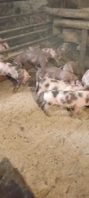 Căutăm căsuța nouă, grasuneii frumoși 