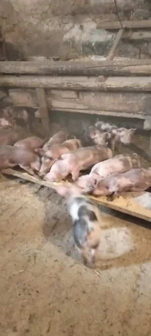 Căutăm căsuța nouă, grasuneii frumoși  - imagine 2