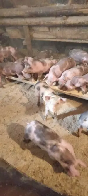 Căutăm căsuța nouă, grasuneii frumoși  - imagine 3