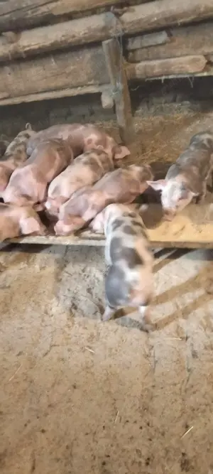 Căutăm căsuța nouă, grasuneii frumoși  - imagine 4