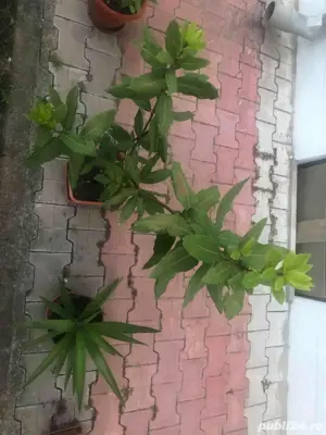 Vand convenabil flori in ghiveci