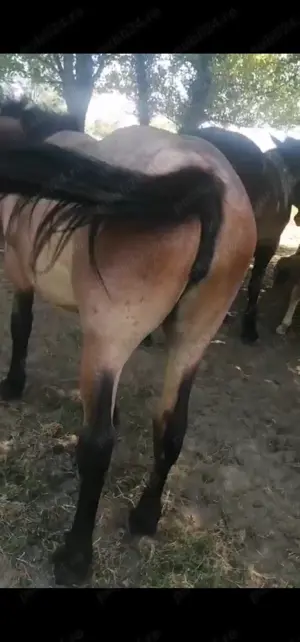 Vând mânză bună și cu formă 