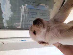 Labrador rasă - imagine 2 Labrador rasă - imagine 2