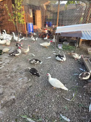 Rate si Gaste de Vanzare - imagine 2 Rate si Gaste de Vanzare - imagine 2