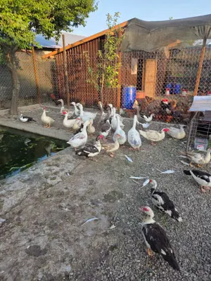 Rate si Gaste de Vanzare - imagine 4 Rate si Gaste de Vanzare - imagine 4