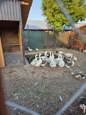 Rate si Gaste de Vanzare - imagine 5 Rate si Gaste de Vanzare - imagine 5